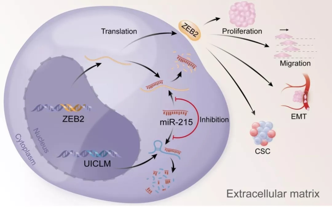 Long Non-coding RNA UICLM Promotes Colorectal Cancer Liver Metastasis ...